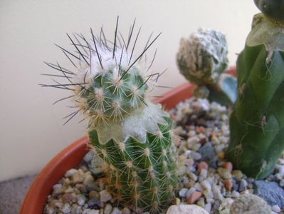 Turbinicarpus viereckii