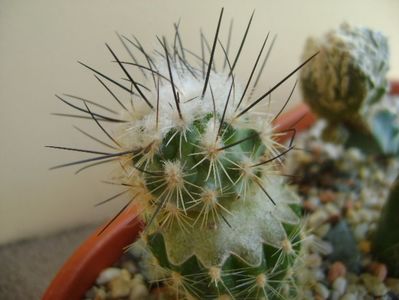 Turbinicarpus viereckii