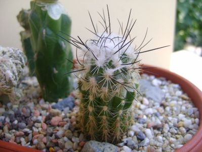 Turbinicarpus viereckii