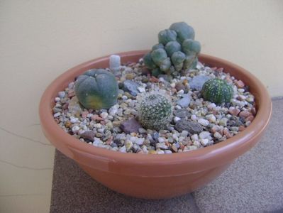 Grup de 5 cactusi; Lophophora williamsii (Peyote)
Lophophora echinata var. diffusa
Brasilicactus haselbergii (Parodia haselbergii) 
Astrophytum asterias
Epithelantha micromeris v. polycephala
