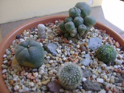 Grup de 5 cactusi; Lophophora williamsii (Peyote)
Lophophora echinata var. diffusa
Brasilicactus haselbergii (Parodia haselbergii) 
Astrophytum asterias
Epithelantha micromeris v. polycephala
