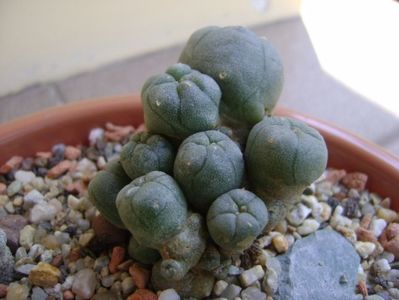 Lophophora echinata v. diffusa