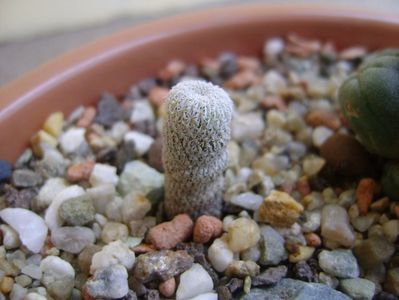 Epithelantha micromeris v. polycephala