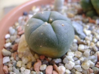 Lophophora williamsii (Peyote)