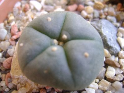 Lophophora williamsii (Peyote)