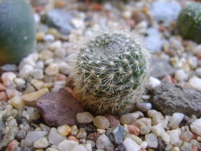 Brasilicactus haselbergii (Parodia haselbergii)