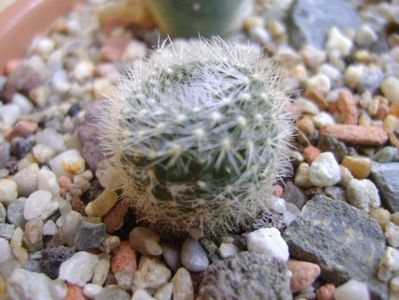 Brasilicactus haselbergii (Parodia haselbergii)