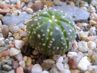 Astrophytum asterias hb.