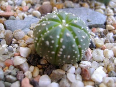 Astrophytum asterias hb.