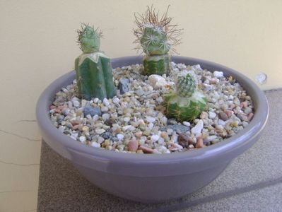 Grup de 3 cactusi altoiti; Bartschella schumannii
Ortegocactus macdougallii
Turbinicarpus saueri v. septentrionalis
