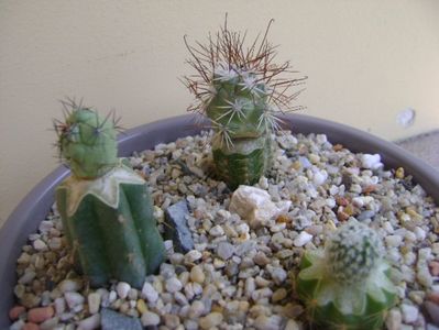 Grup de 3 cactusi altoiti; Bartschella schumannii
Ortegocactus macdougallii
Turbinicarpus saueri v. septentrionalis
