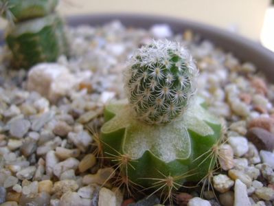 Turbinicarpus saueri v. septentrionalis