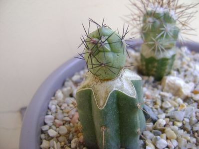 Ortegocactus macdougallii