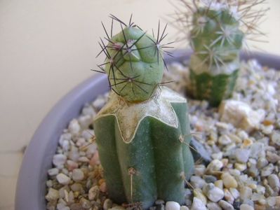 Ortegocactus macdougallii