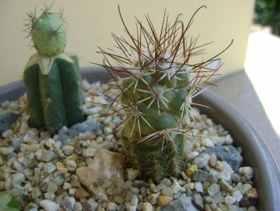 Bartschella (mammillaria) schumannii