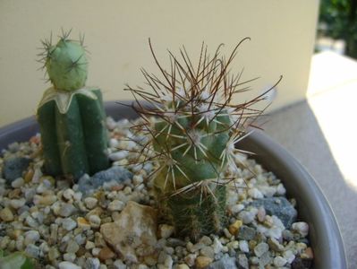 Bartschella (mammillaria) schumannii