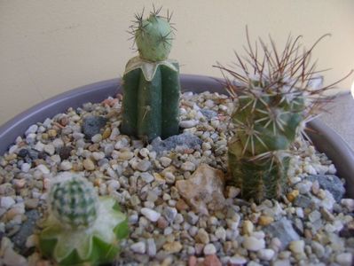 Grup de 3 cactusi altoiti; Bartschella schumannii
Ortegocactus macdougallii
Turbinicarpus saueri v. septentrionalis
