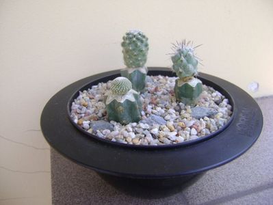 Grup de 3 cactusi altoiti; Blossfeldia cyathiformis
Pediocactus simpsonii
Neolloydia matehualensis
