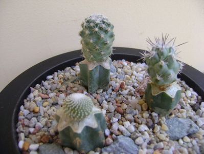 Grup de 3 cactusi altoiti; Blossfeldia cyathiformis
Pediocactus simpsonii
Neolloydia matehualensis
