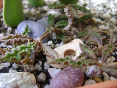 Euphorbia decaryi