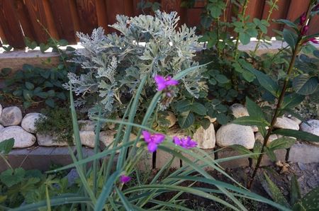 Senecio cineraria si tradescantia virginiana