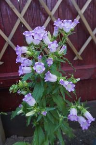 Campanula medium