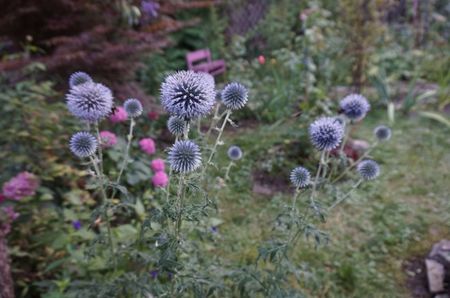 Echinops Veitch's Blue