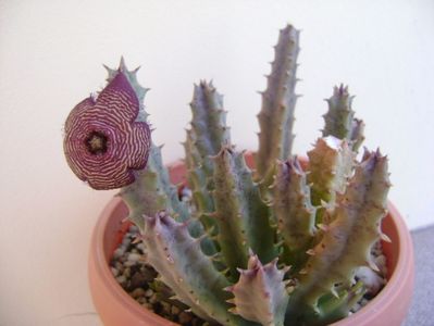 Stapelia hb. comparabilis