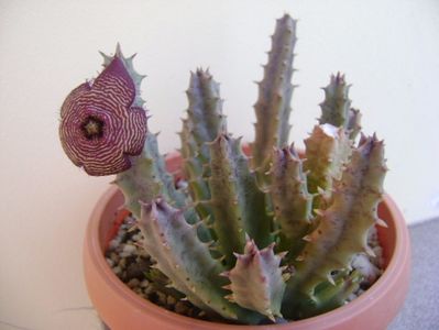 Stapelia hb. comparabilis