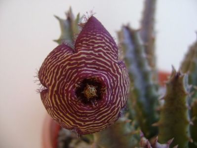 Stapelia hb. comparabilis