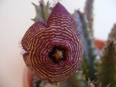 Stapelia hb. comparabilis