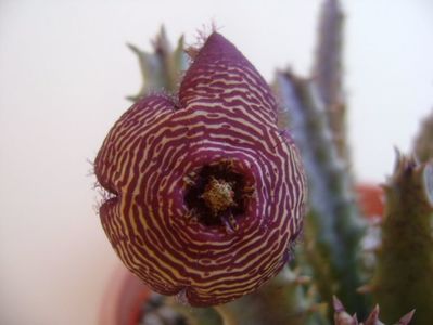 Stapelia hb. comparabilis