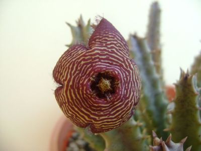 Stapelia hb. comparabilis