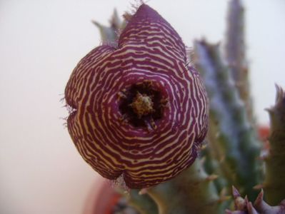 Stapelia hb. comparabilis