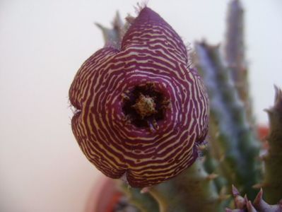 Stapelia hb. comparabilis