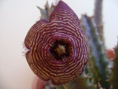 Stapelia hb. comparabilis