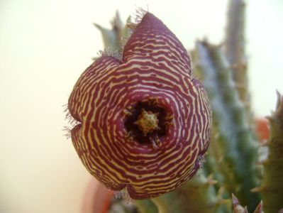 Stapelia hb. comparabilis