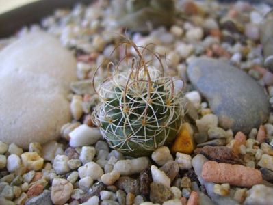 Turbinicarpus graminispinus