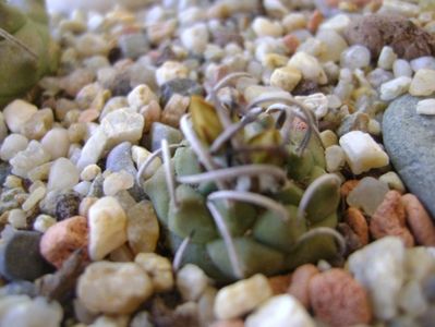 Turbinicarpus pachystele