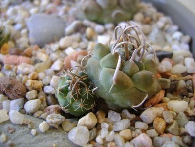 Turbinicarpus klinkerianus