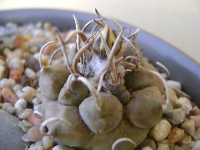 Turbinicarpus macrochele