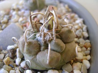 Turbinicarpus macrochele