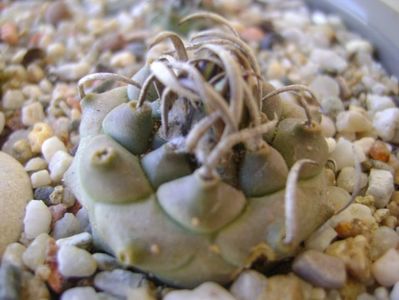 Turbinicarpus schwarzii v. rubriflorus