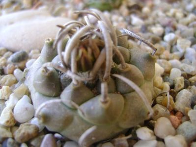 Turbinicarpus schwarzii v. rubriflorus