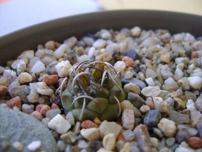 Turbinicarpus pachystele