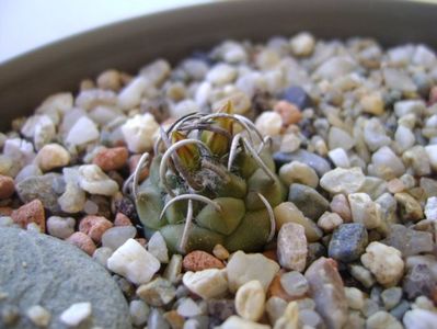 Turbinicarpus pachystele