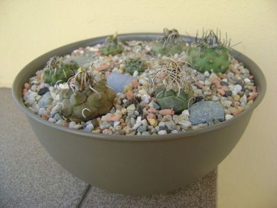 Grup de 7 Turbinicarpus; Turbini. graminispinus
Turbini. klinkerianus
Turbini. schwarzii v. rubriflorus 
Turbini. pachystele
Turbini. macrochele 
Turbini. macrochele v. kupcakii                  
Turbini. viereckii
