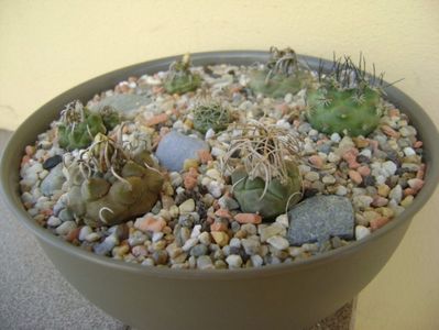 Grup de 7 Turbinicarpus; Turbini. graminispinus
Turbini. klinkerianus
Turbini. schwarzii v. rubriflorus 
Turbini. pachystele
Turbini. macrochele 
Turbini. macrochele v. kupcakii                  
Turbini. viereckii
