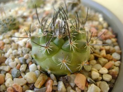 Turbinicarpus viereckii