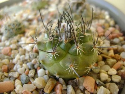 Turbinicarpus viereckii